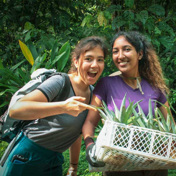 Two interns carrying freshly harvested pineapples